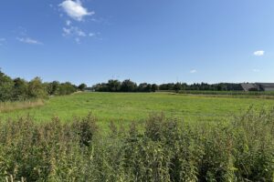 Weidefläche
