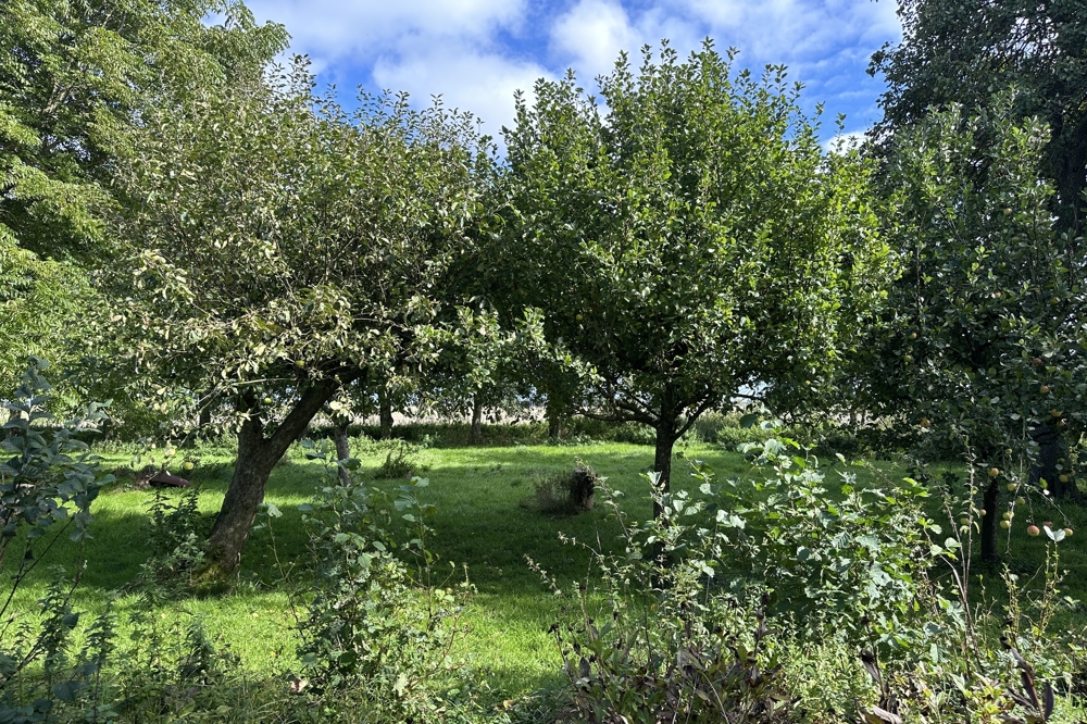 Obstbäume